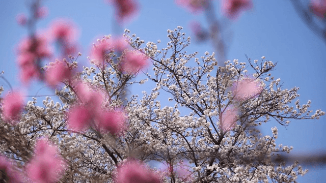 푸른 하늘 아래 벚꽃과 분홍 꽃