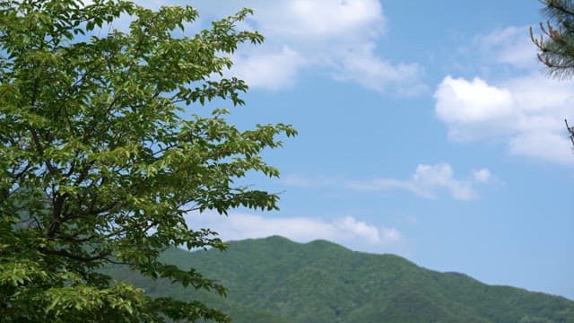 Serene Mountain Landscape with Lush Greenery