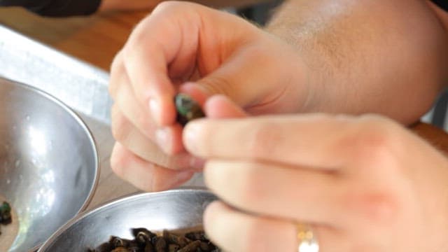 테이블 위에서 삶은 다슬기의 껍데기를 벗겨 손질하는 모습