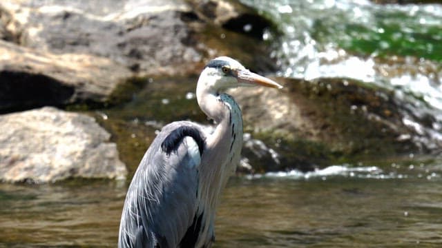 Heron standing on rocks by a flowing river