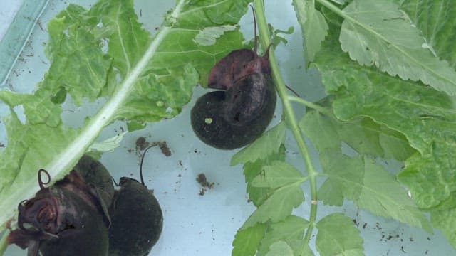 상추를 먹고 있는 왕우렁이