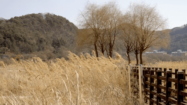 나무와 산이 있는 고요한 갈대밭