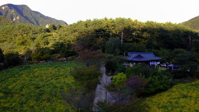 산악지대의 푸른 숲으로 둘러싸인 초록색과 노란색 밭 옆의 전통 가옥