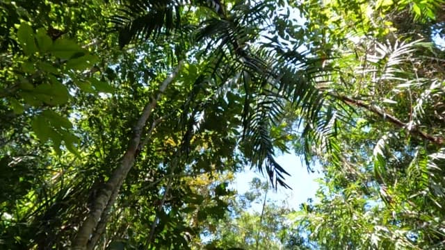 나무 사이로 햇빛이 비치는 울창한 숲