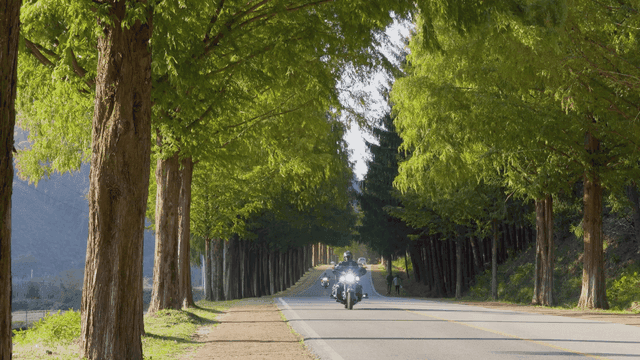 키 큰 나무가 늘어선 경치 좋은 도로