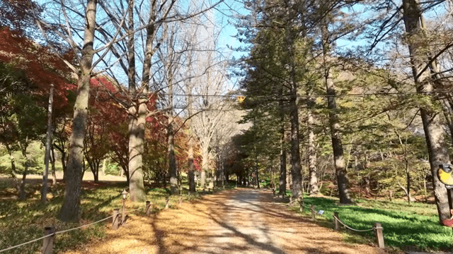 다채로운 나무가 있는 가을 숲