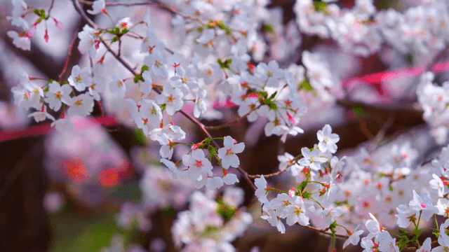 Cherry blossoms in full bloom on branches