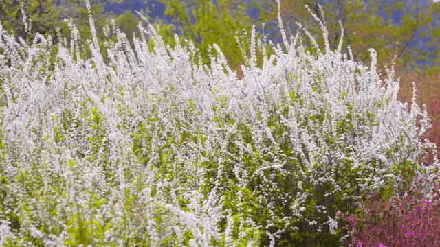 활짝 핀 하얀 꽃밭