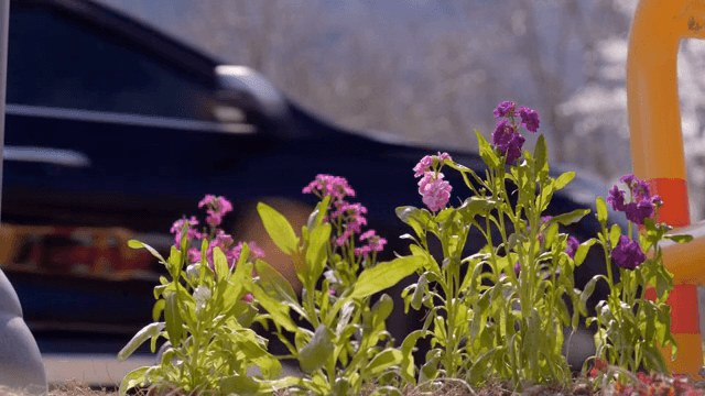 햇빛 속에 피어나는 형형색색의 꽃들