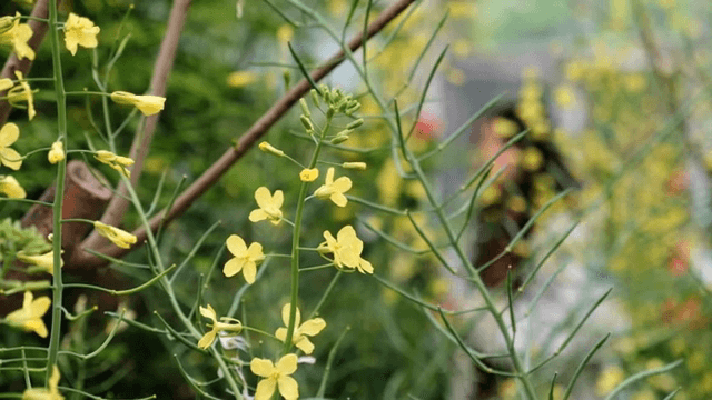 정원에서 피어나는 노란 꽃들