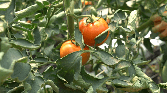 Ripe tomatoes hanging on the vine