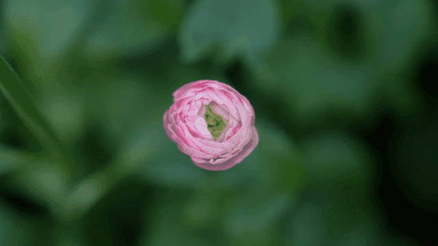 Pink flowers blooming in garden