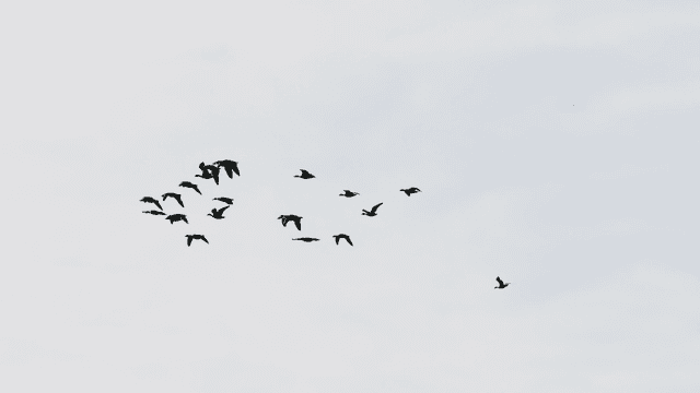 흰 구름이 덮힌 하늘을 나는 새 떼