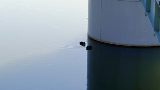 Ducks swimming near the base of a large structure on a calm lake