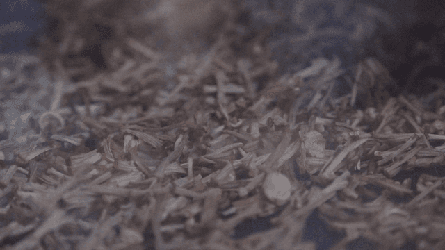 Enoki mushrooms baking on tray in oven