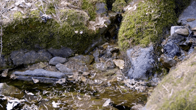 이끼 낀 바위를 흐르는 작은 시내