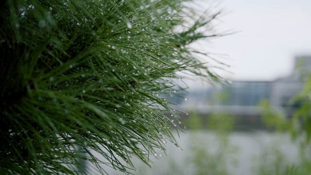 소나무 잎 바늘에 맺힌 물방울