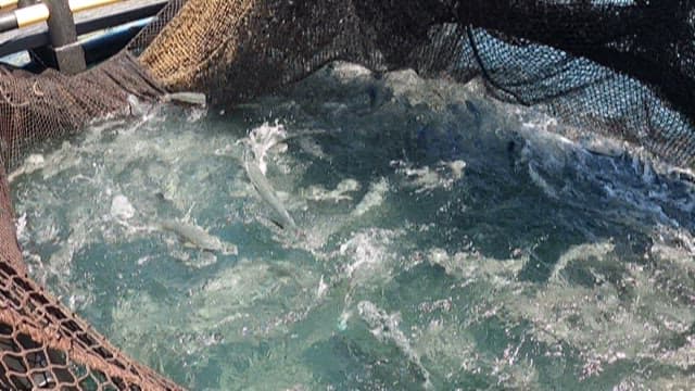 바다에서 그물에 잡힌 물고기