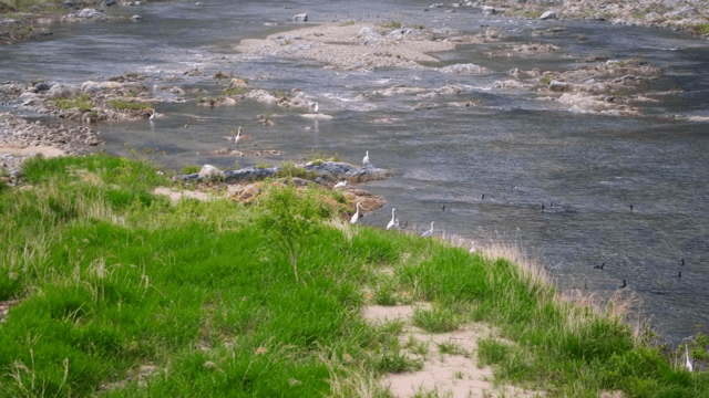 새들과 푸른 잔디가 있는 강