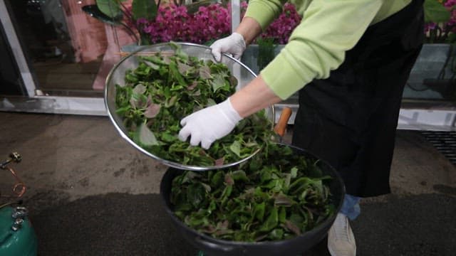 Putting perilla leaves into a large pan on an outdoor burner