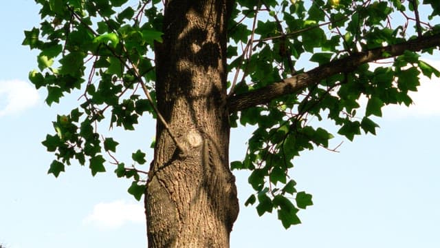 Tree in the middle of summer with leaves gently swaying