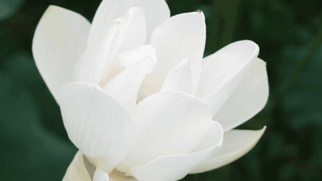 Close-up of white lotus in full bloom