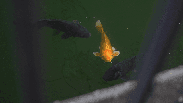 연못에서 헤엄치는 여러 색의 잉어들