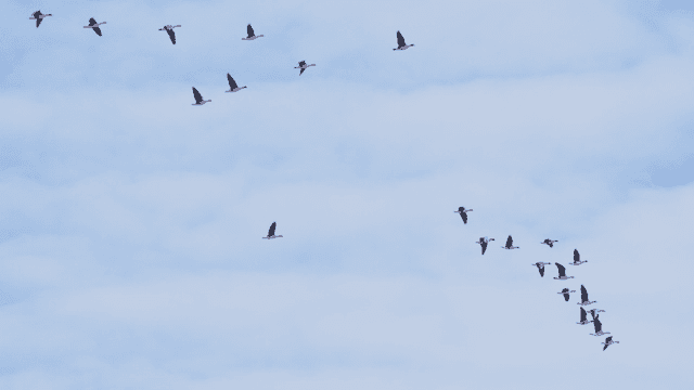 Flock of birds flying in the blue sky