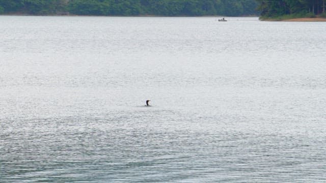 Cormorant swimming on a calm lake