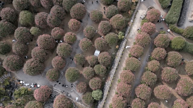 꽃이 만발한 정원의 항공 뷰