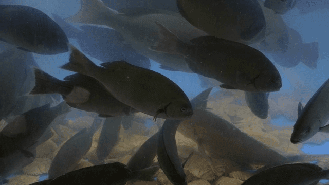 수조 속에서 헤엄치는 물고기