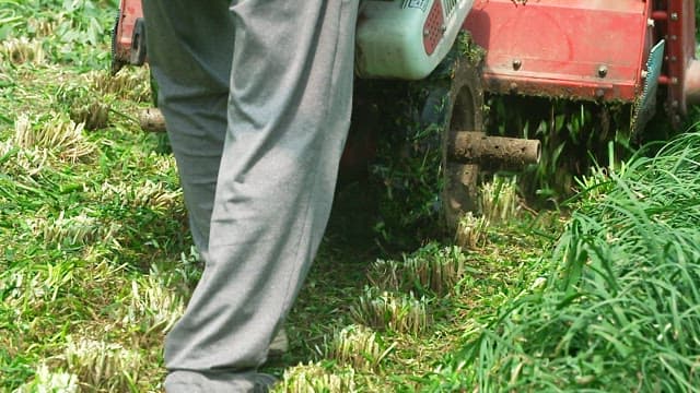 Fresh chives being cut by a tractor machine