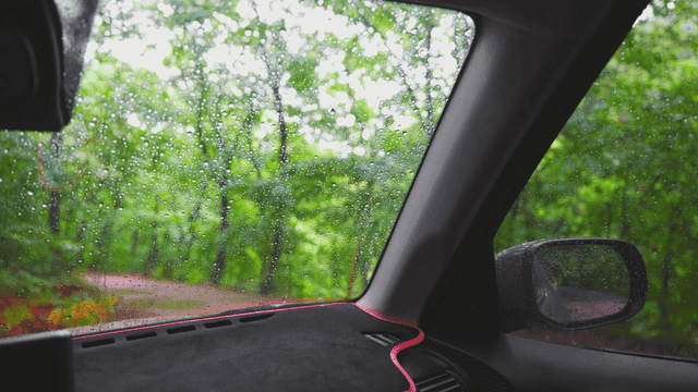 차 안에서 본 비 오는 숲