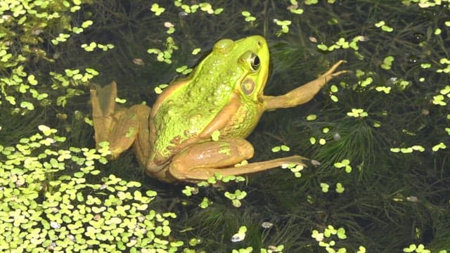 Green frog sitting on a pond covered with floating plants