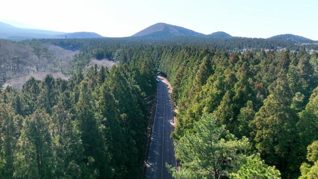 울창한 숲을 가로지르는 도로