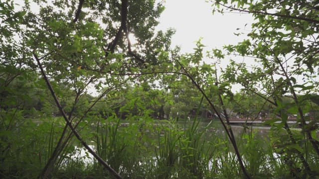 푸른 나무와 호수의 평화로운 풍경