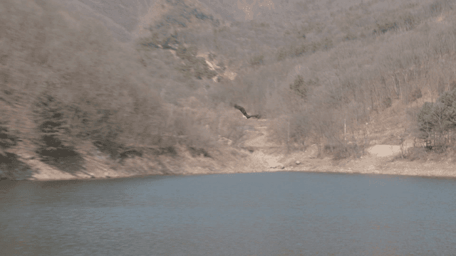 White-tailed eagle flying over calm lake