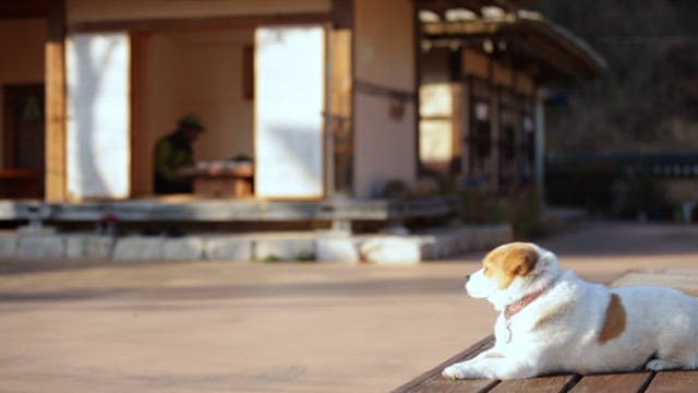 Wooden Floor with a Relaxing Dog in the Afternoon