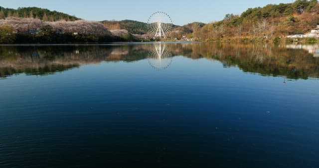 Ferris wheel reflected in the calm lake with cherry blossoms