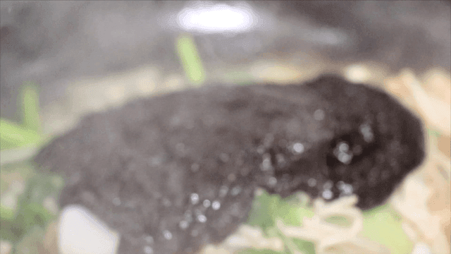 야채와 대구에 부어지는 매운 양념