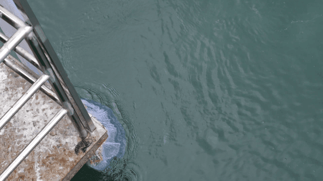 부두에서 끌어 올려지는 어망