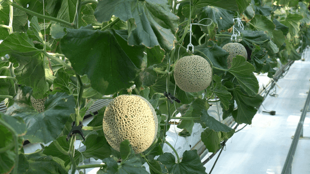 Melons growing in a greenhouse