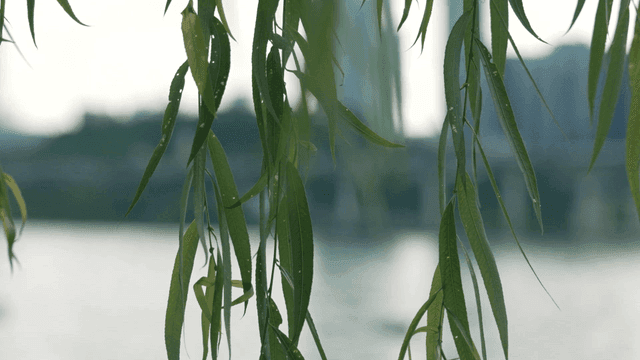 Willow leaves gently swaying by the river
