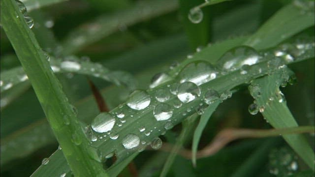 Dew Drops Clinging to Green Leaves