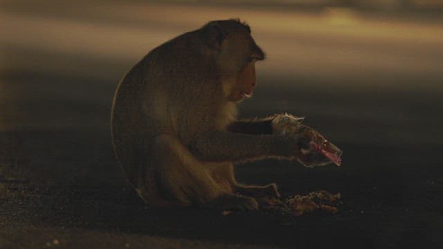 Monkeys foraging for food on a city street at night