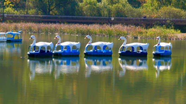 Swan boats floating peacefully on a calm lake in a park.