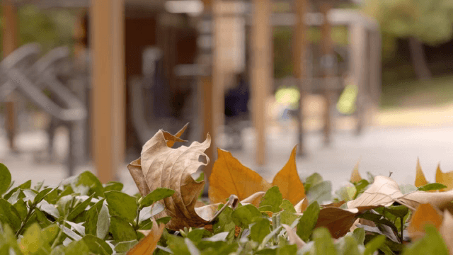 야외 공원의 덤불 위의 잎사귀