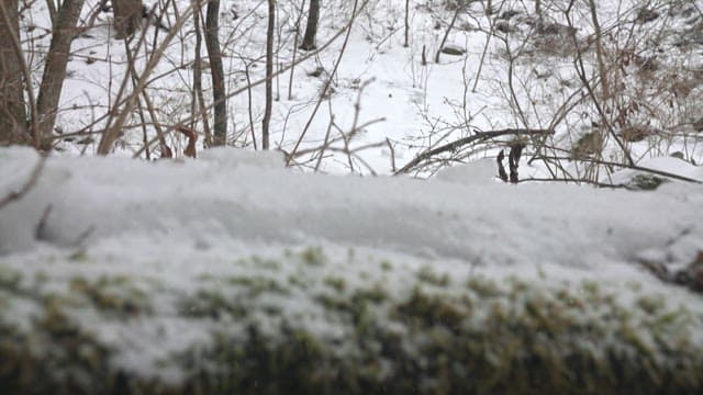 Squirrel Hibernating in a Winter Landscape