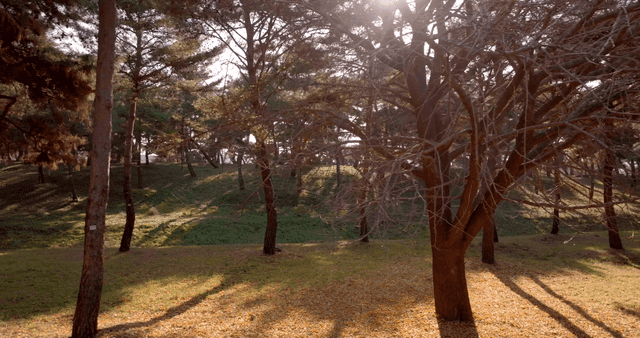 A serene forest with sunlight filtering through