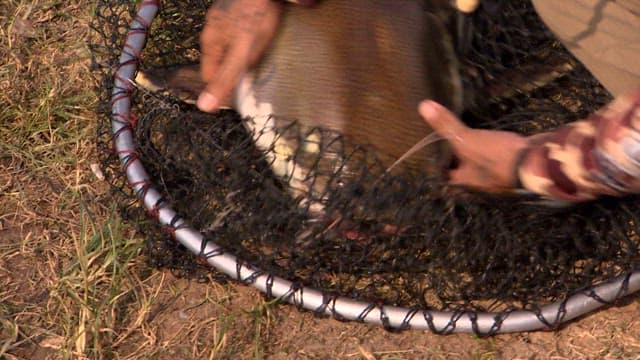 Amazon redtail catfish and smaller fish caught on a fishing line